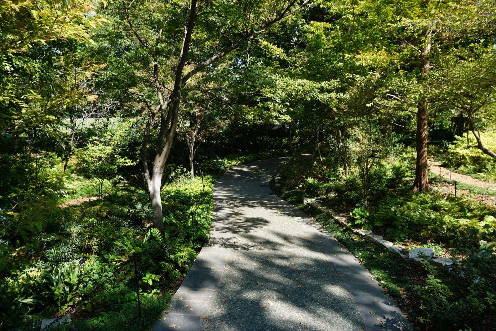 Shaded path through Palmer Fern Dell at the Dallas Arboretum and Botanical Garden